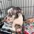 Catahoula blue nose 10 weeks old 4 thumbnail
