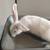 Male Albino Bunnies (3 left) 6 thumbnail