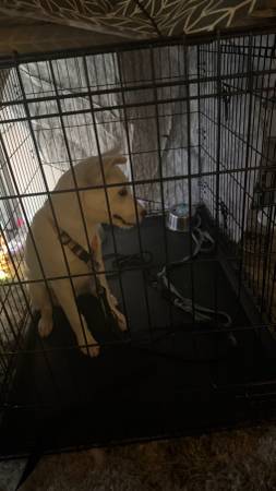 FOUND WHITE DOG 1