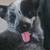 Queensland Heeler 2 thumbnail