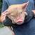 KuneKune Pigs 8 thumbnail