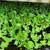 Floating water hyacinth great for ponds 3 thumbnail