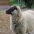 Shetland Sheep 3 thumbnail