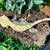 Crested geckos (adults) 8 thumbnail