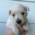 Westiepoo puppies 8 thumbnail