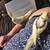 Cockatiels 14 thumbnail