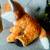 Red Fox Plush Stuffed Animal| 12”in Aurora Destination Nation| Cute & Cuddly 3 thumbnail