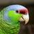 Parrots 3 thumbnail