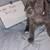 Cane Corso 9 thumbnail