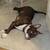 Red nosed Pit bull mix 14 thumbnail