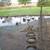 Ducks 1 thumbnail