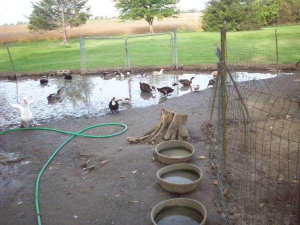 Ducks 1