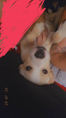 Cruce de boxer y pitbull