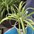 20+ PLANT SALE UNTIL GONE 7AM-7PM ALL MUST GO! 11 thumbnail