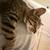 2 playful male kittens 8 thumbnail