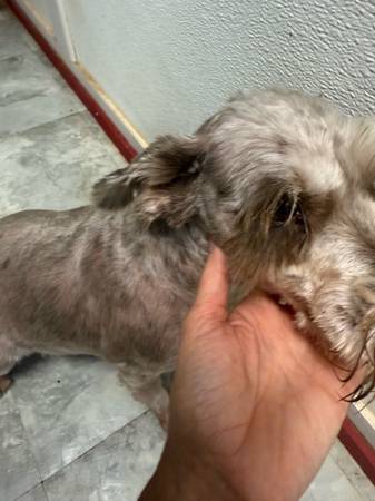 Female schnauzer (Liberty)63859315845379122