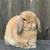 Holland Lop Baby Rabbits 5 thumbnail