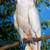 Moluccan Cockatoo 1 thumbnail
