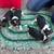 Beagles 3 thumbnail