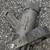 TASK FORCE TIPS TFT Automatic fire hose Nozzle 50 - 350 GPM 5 thumbnail