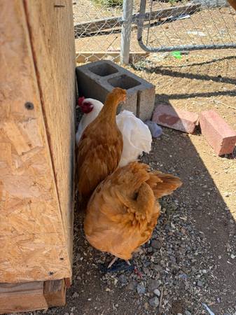 3 rooster 1