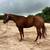 Sorrel Mare 6 thumbnail