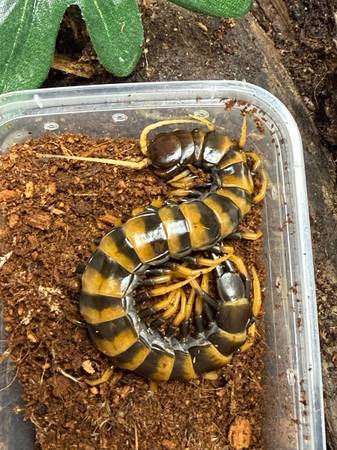 Centipede collection (Beloit)544369495560038401