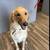 Golden retriever / great pyrenees mix 5 thumbnail