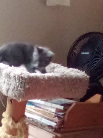 Kittens 3 left to adopt (Seattle)64315116958467124