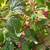 Raspberry plants 3 thumbnail