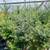 PNW Native Trees / Plants: Vine Maple, Red Twig Dogwood and many more! 9 thumbnail
