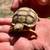 Tortoise sulcata 5 thumbnail
