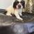 Cocker Spaniel 3 thumbnail