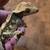 Baby crested gecko 5 thumbnail
