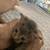 Kitten 1 thumbnail