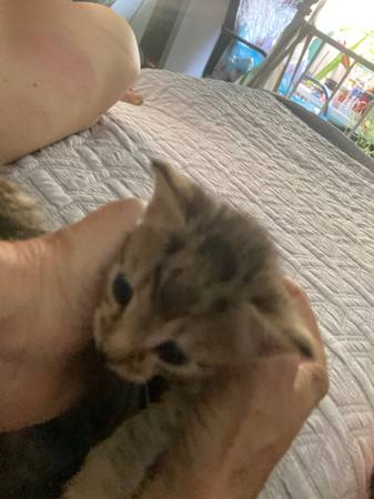 Kitten 1