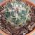 Coryphantha Cornifera 1st pic for reference only $4-7 see description 1 thumbnail