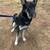 German shepherd Mix 1 thumbnail