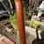 Breedlove Pursuit Parlor SB Acoustic 2015 - Gloss sunburst (SB) 11 thumbnail