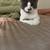 5 month old kitty 1 thumbnail