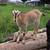 Lamancha weanlings 3 thumbnail