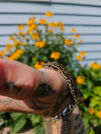 Russian Rat Snake Hatchling (Rutland)63373486629889121