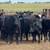 BRED COWS / BRED HEIFERS 7 thumbnail