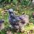 Free Silkie Roosters 3 thumbnail