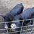 Pigs 1 thumbnail