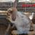 RABBITS!!!!!!!! 4 thumbnail