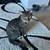 Rehoming 1 yr old Tabby 3 thumbnail