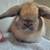 Holland lop rabbit 8 thumbnail