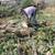 Tree Removal 5 thumbnail