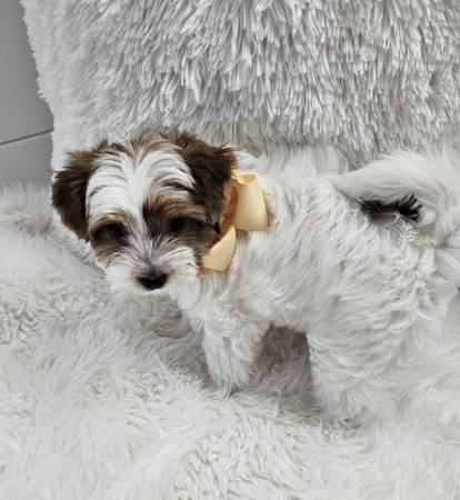 Rehoming Yorkshire Terrier (Lancaster)63865302087041120